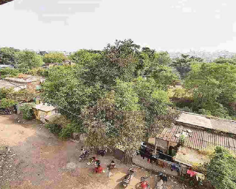 AMC can’t decide fate of trees in Labour Colony: Conservationists