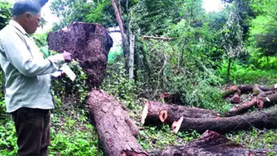 Himayat Bagh trees being felled; AMC to serve notice
