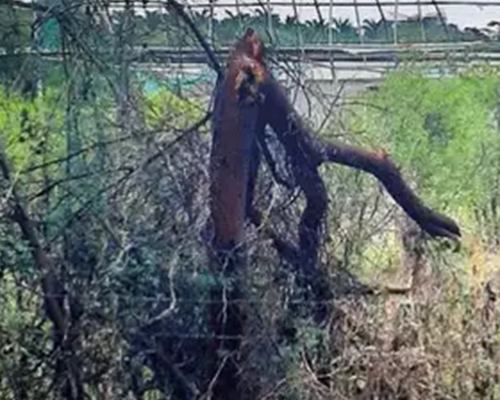 Mango contractor’s tree felling at Himayat Bagh leaves experts fuming